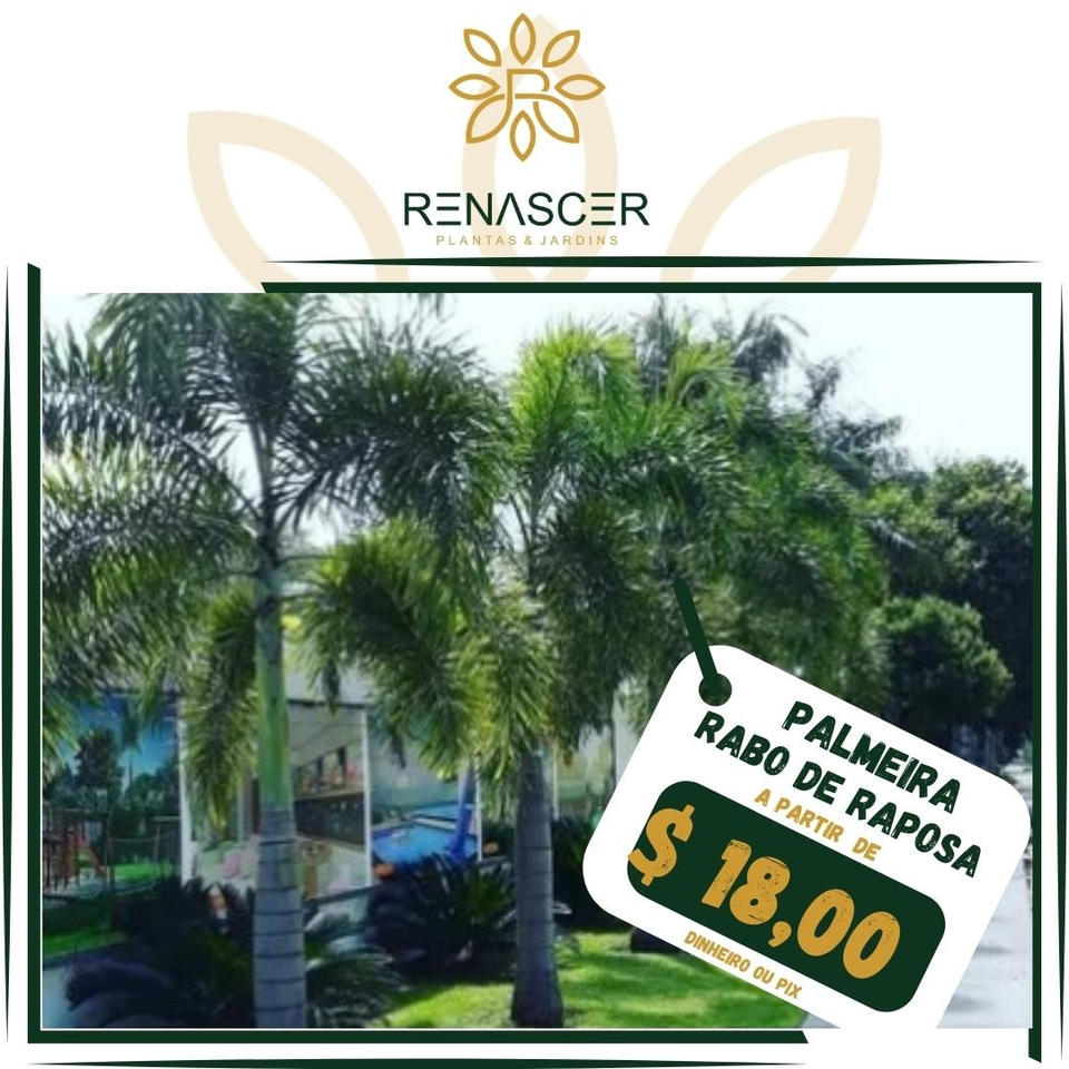 renascerplantasejardins – floricultura